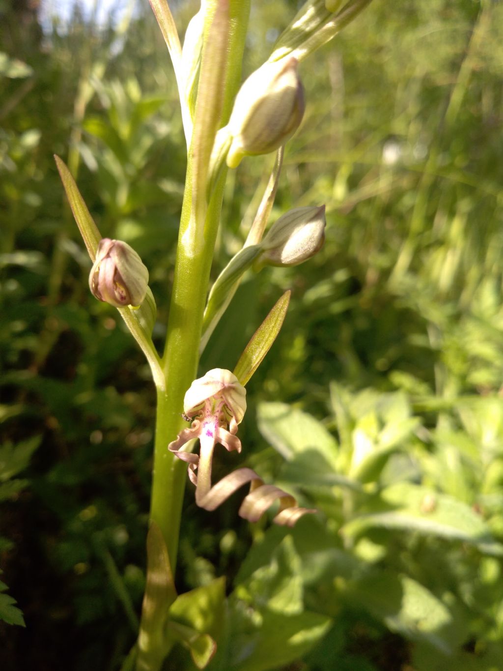 Himantoglossum adriaticum?