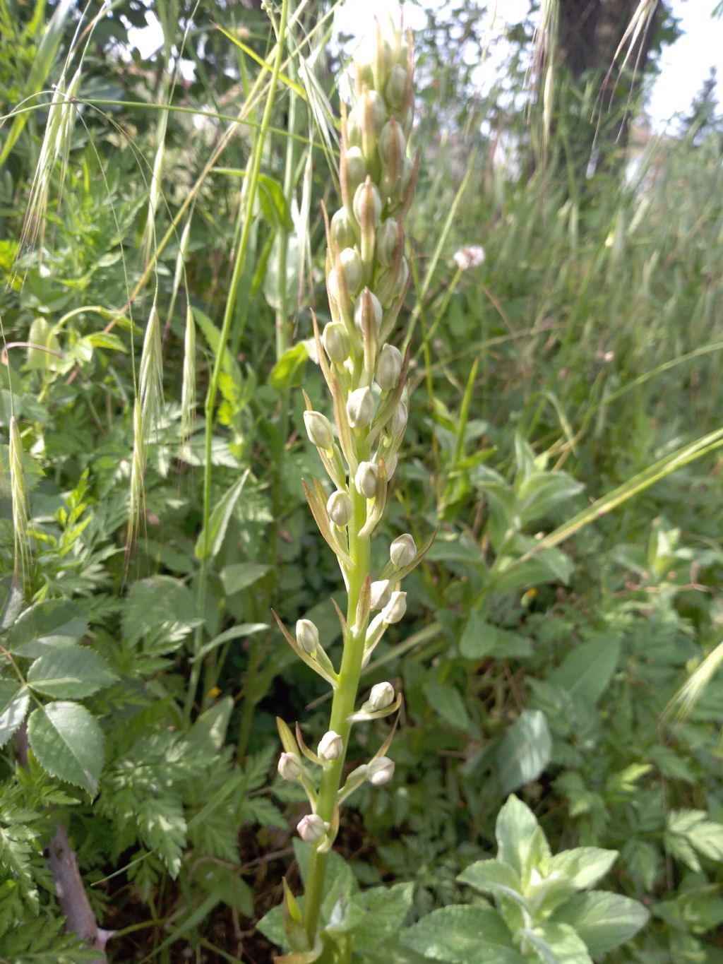 Himantoglossum adriaticum?