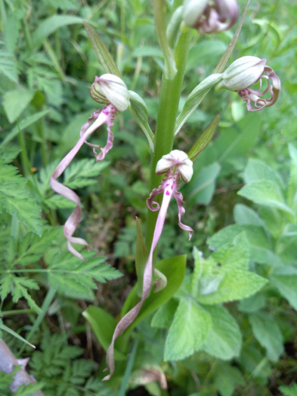 Himantoglossum adriaticum?