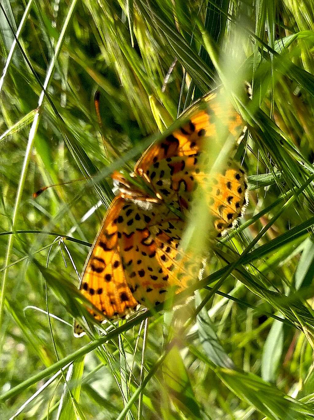 Melitea didyma? S�, femmina