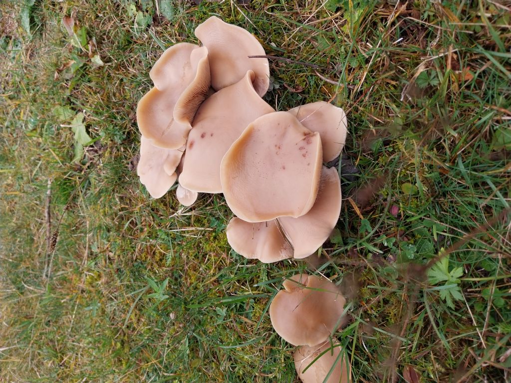 Funghi del Genere  PLEUROTUS?