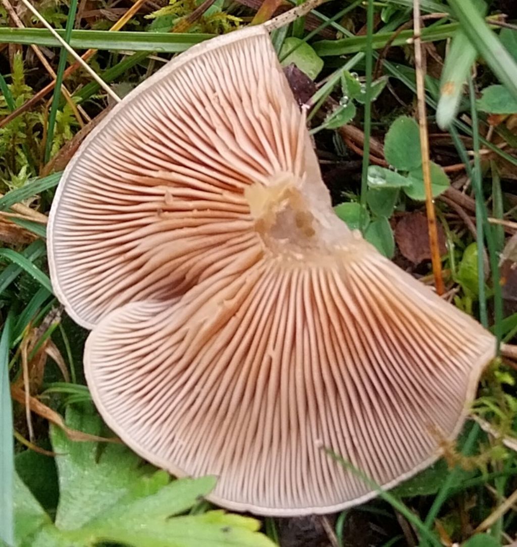 Funghi del Genere  PLEUROTUS?