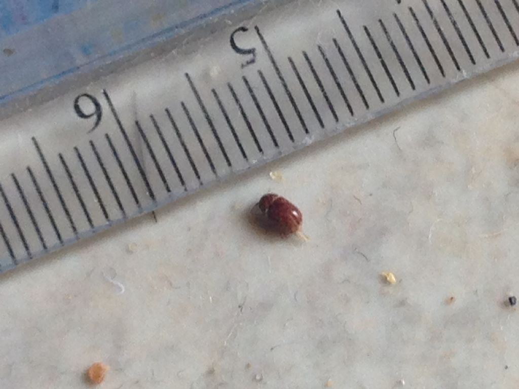 Anobiidae:  cfr.  Lasioderma serricorne