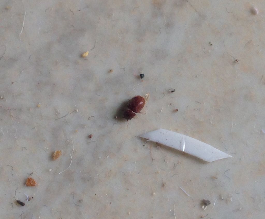 Anobiidae:  cfr.  Lasioderma serricorne