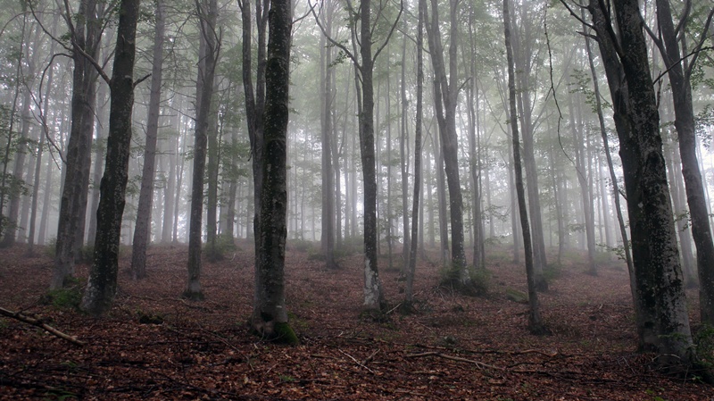 Riserva Naturale Orientata Agoraie di Sopra  Moggetto