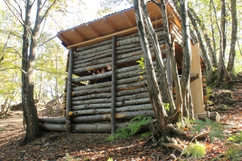 Daino: colorazione del mantello e altro...