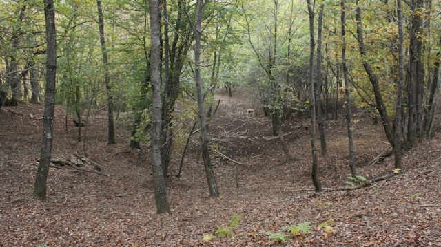 Daino: colorazione del mantello e altro...