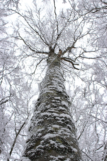 Alberi d''inverno... un invito