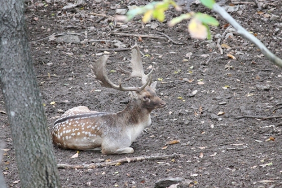 Daino: colorazione del mantello e altro...