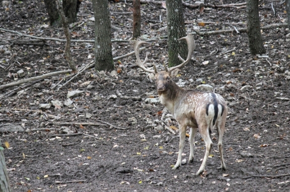 Daino: colorazione del mantello e altro...
