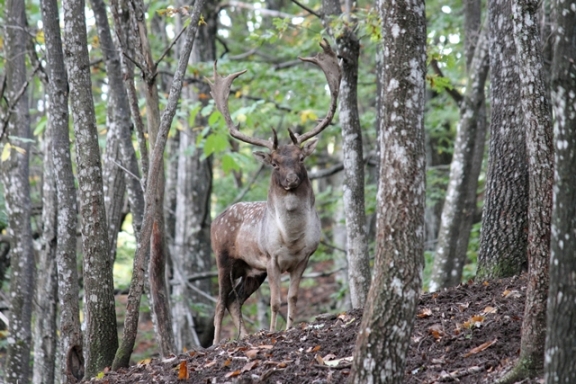 Daino: colorazione del mantello e altro...