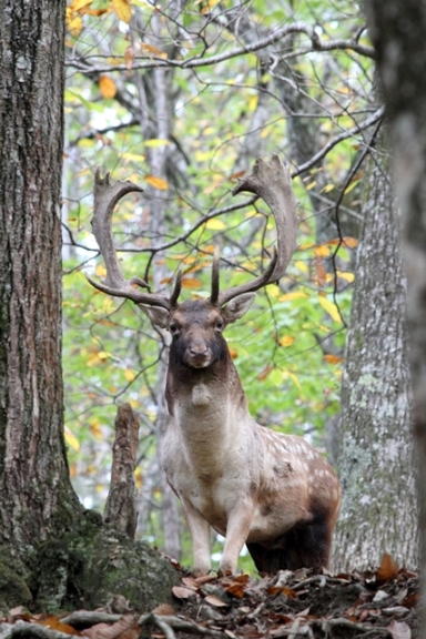 Daino: colorazione del mantello e altro...