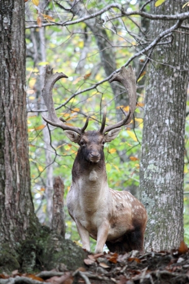 Daino: colorazione del mantello e altro...