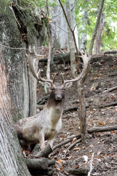 Daino: colorazione del mantello e altro...