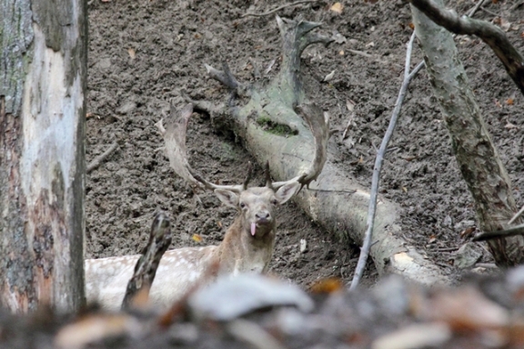 Daino: colorazione del mantello e altro...