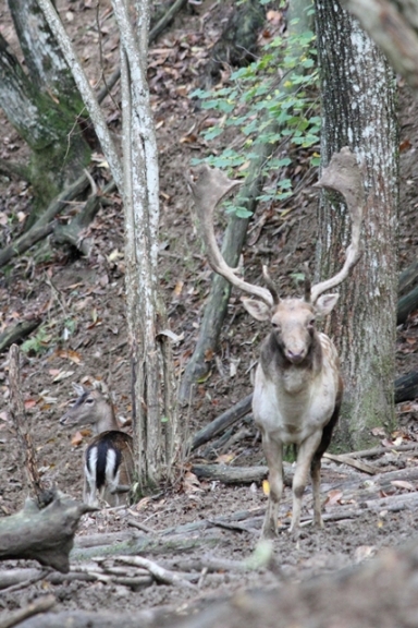 Daino: colorazione del mantello e altro...