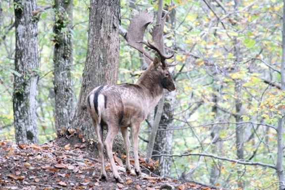Daino: colorazione del mantello e altro...