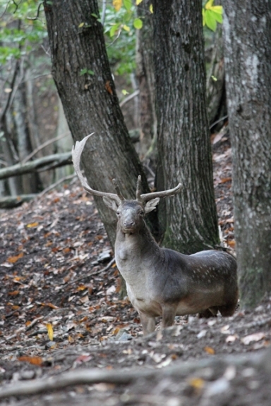 Daino: colorazione del mantello e altro...