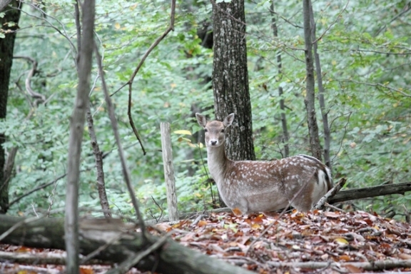 Daino: colorazione del mantello e altro...