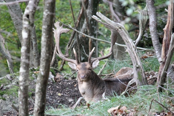Daino: colorazione del mantello e altro...