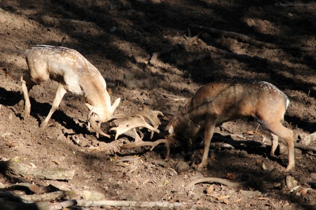 Daino: colorazione del mantello e altro...