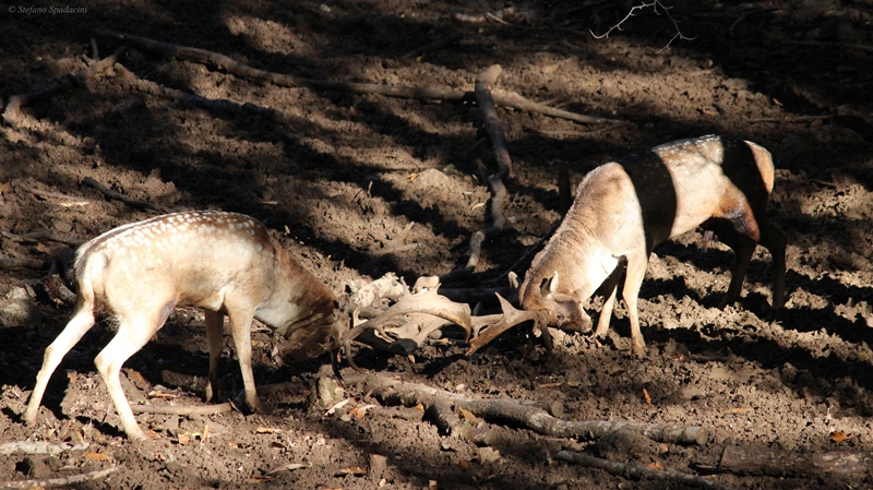 Daino: colorazione del mantello e altro...