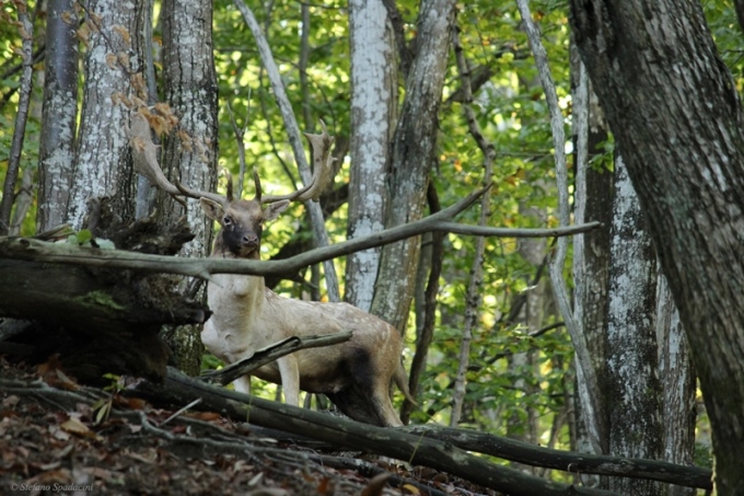 Daino: colorazione del mantello e altro...