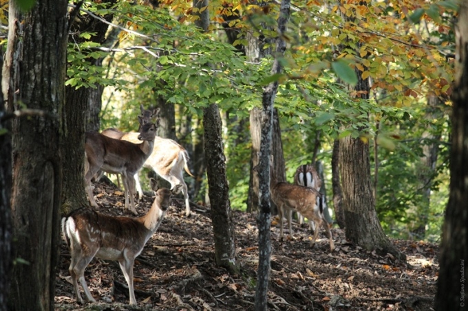 Daino: colorazione del mantello e altro...