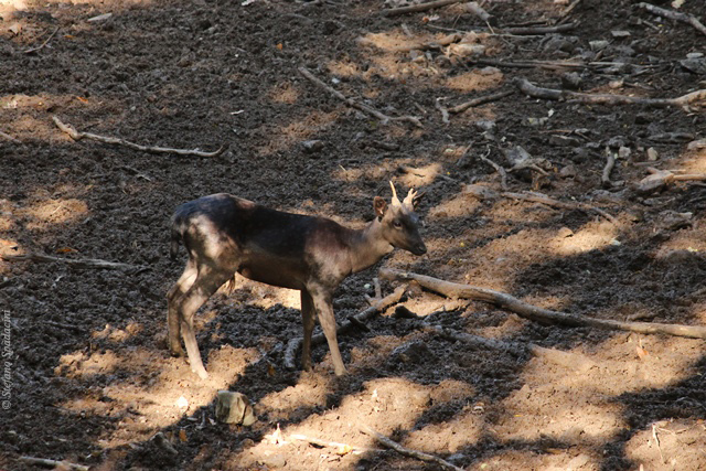 Daino: colorazione del mantello e altro...