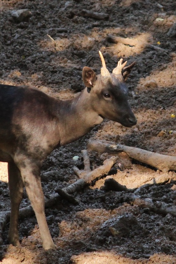 Daino: colorazione del mantello e altro...