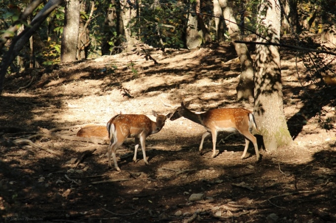 Daino: colorazione del mantello e altro...