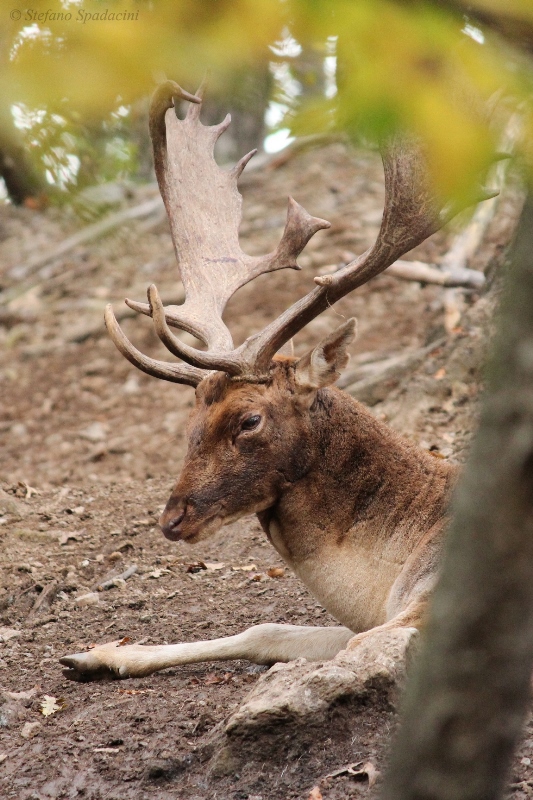 Daino: colorazione del mantello e altro...