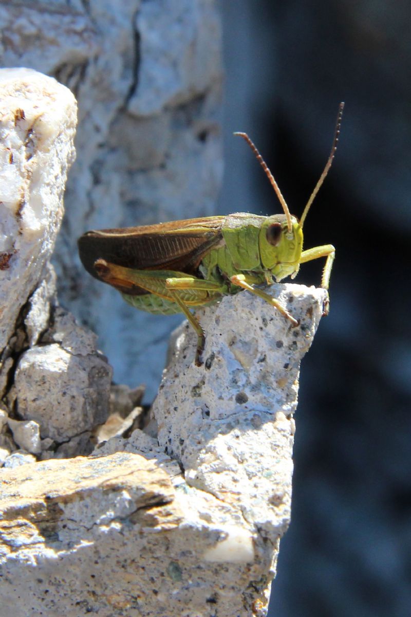 Stauroderus scalaris (Acrididae)