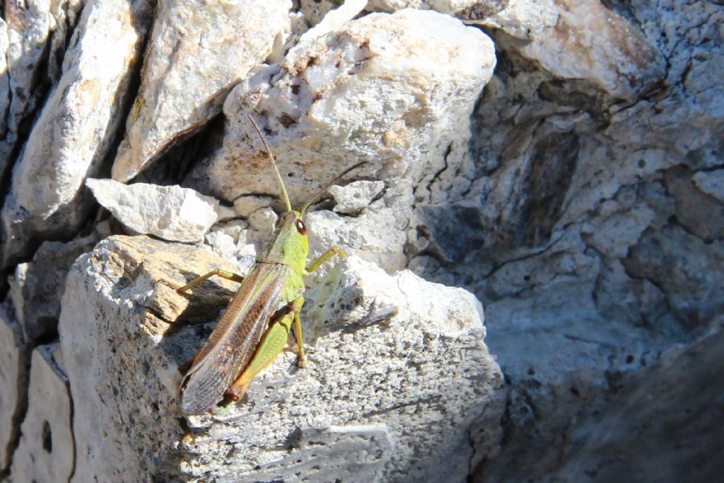 Stauroderus scalaris (Acrididae)