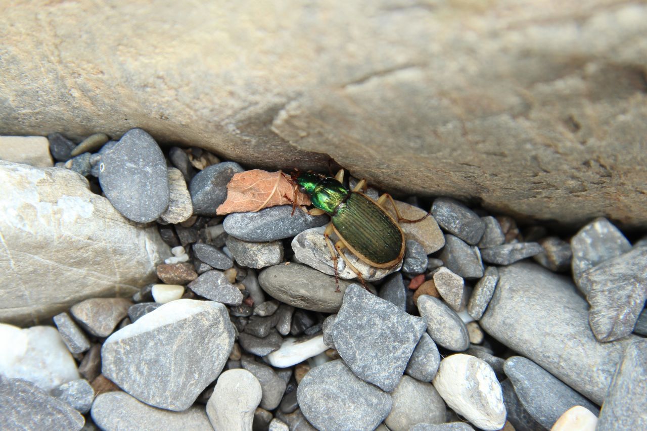 Carabidae:  Chlaenius velutinus