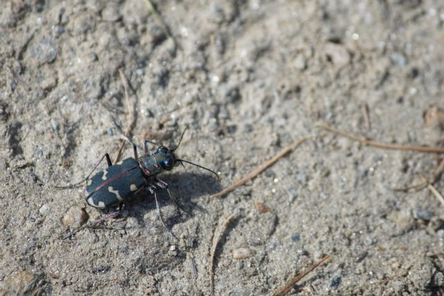 Incontro alpino: Cicindela prob. hybrida