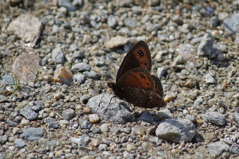 Farfalla alpina -  Erebia montana e Erebia dromus