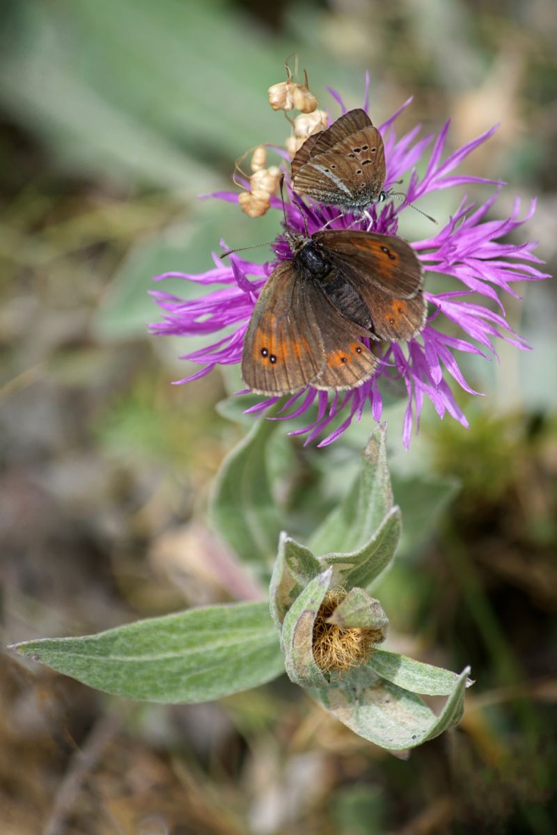 Farfalla alpina -  Erebia montana e Erebia dromus