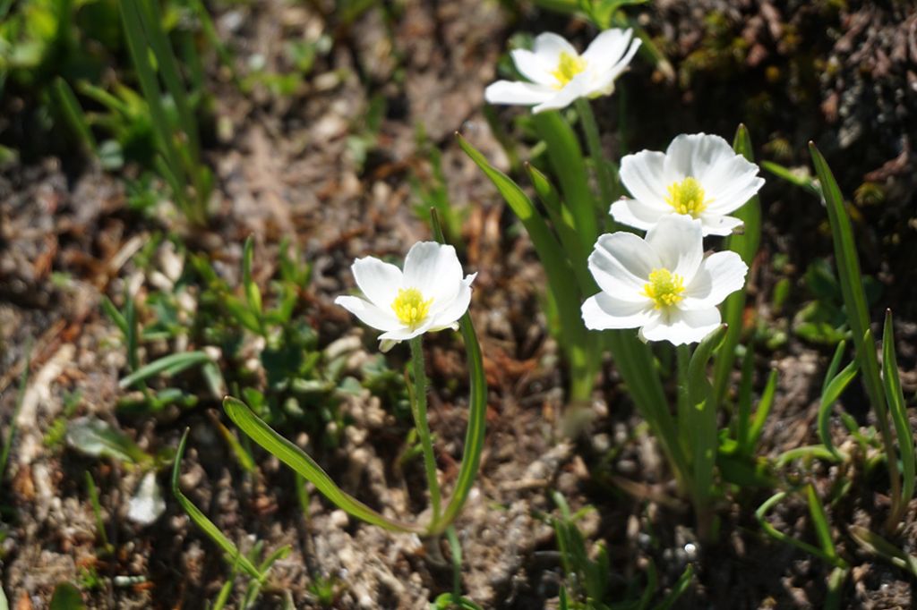 Fiori d''altitudine:  Ranunculus kuepferi