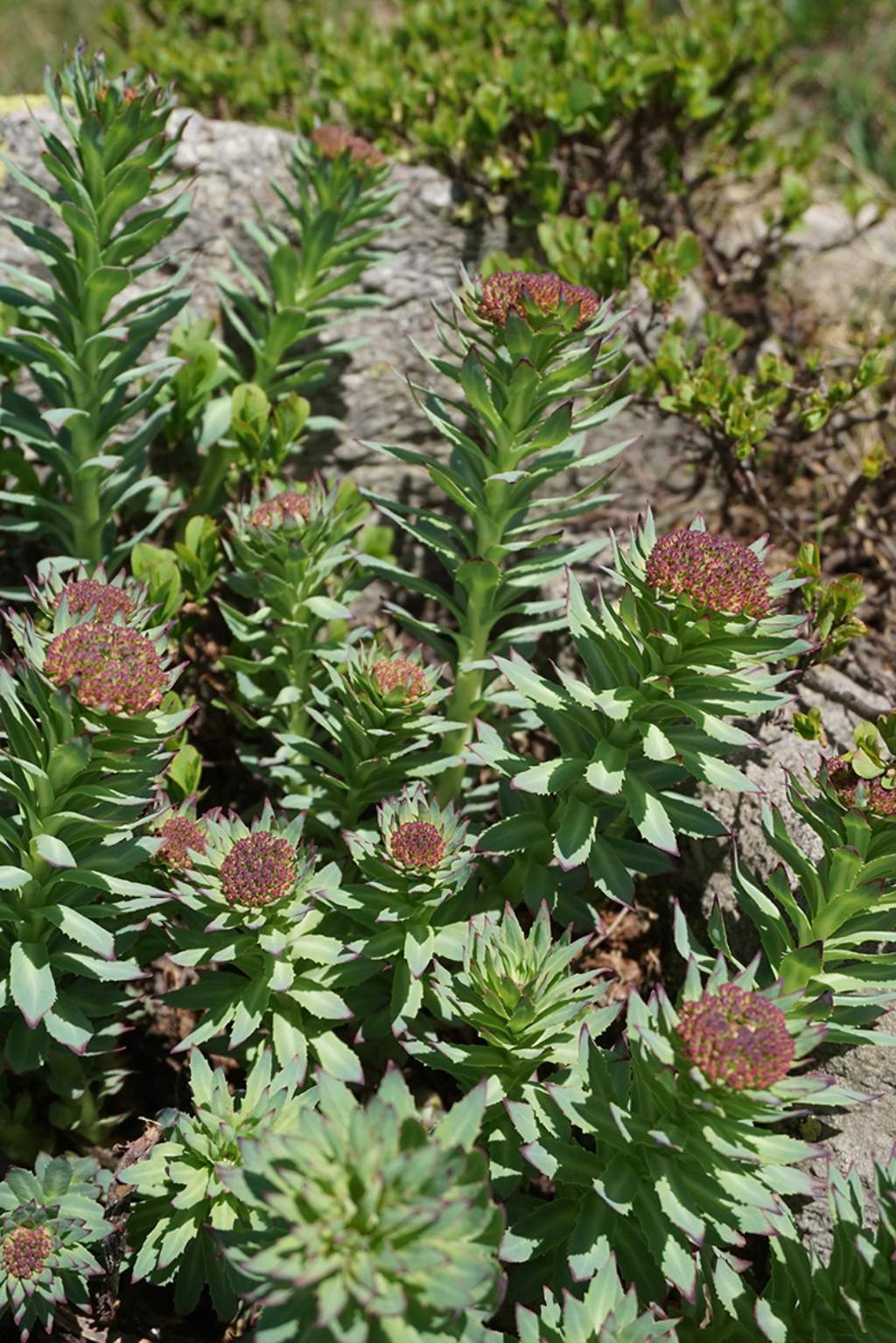 Rhodiola rosea / Rodiola rosea