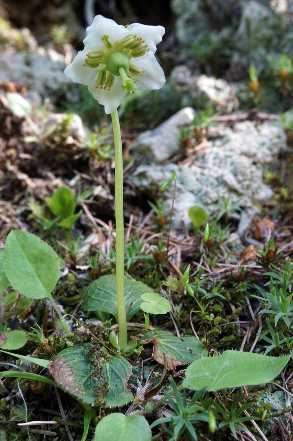 Moneses uniflora / Piroletta soldanina