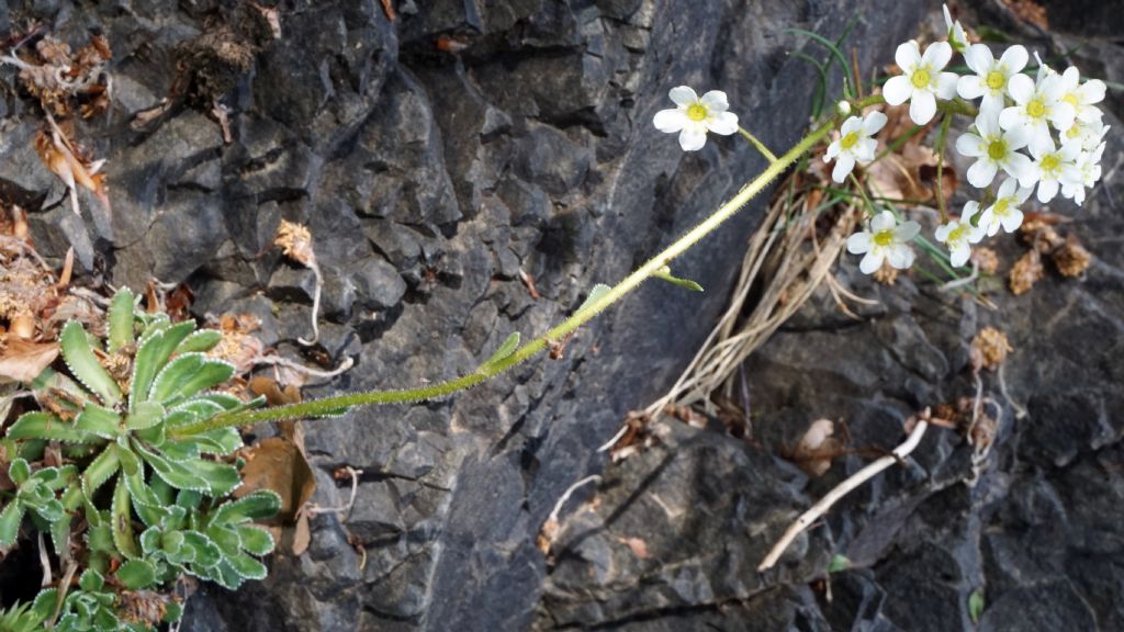 Saxifraga ...?  Saxifraga paniculata