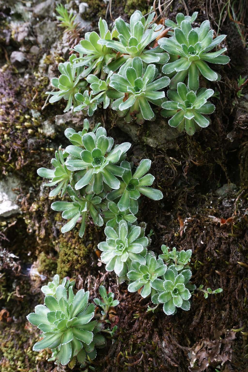 Saxifraga ...?  Saxifraga paniculata