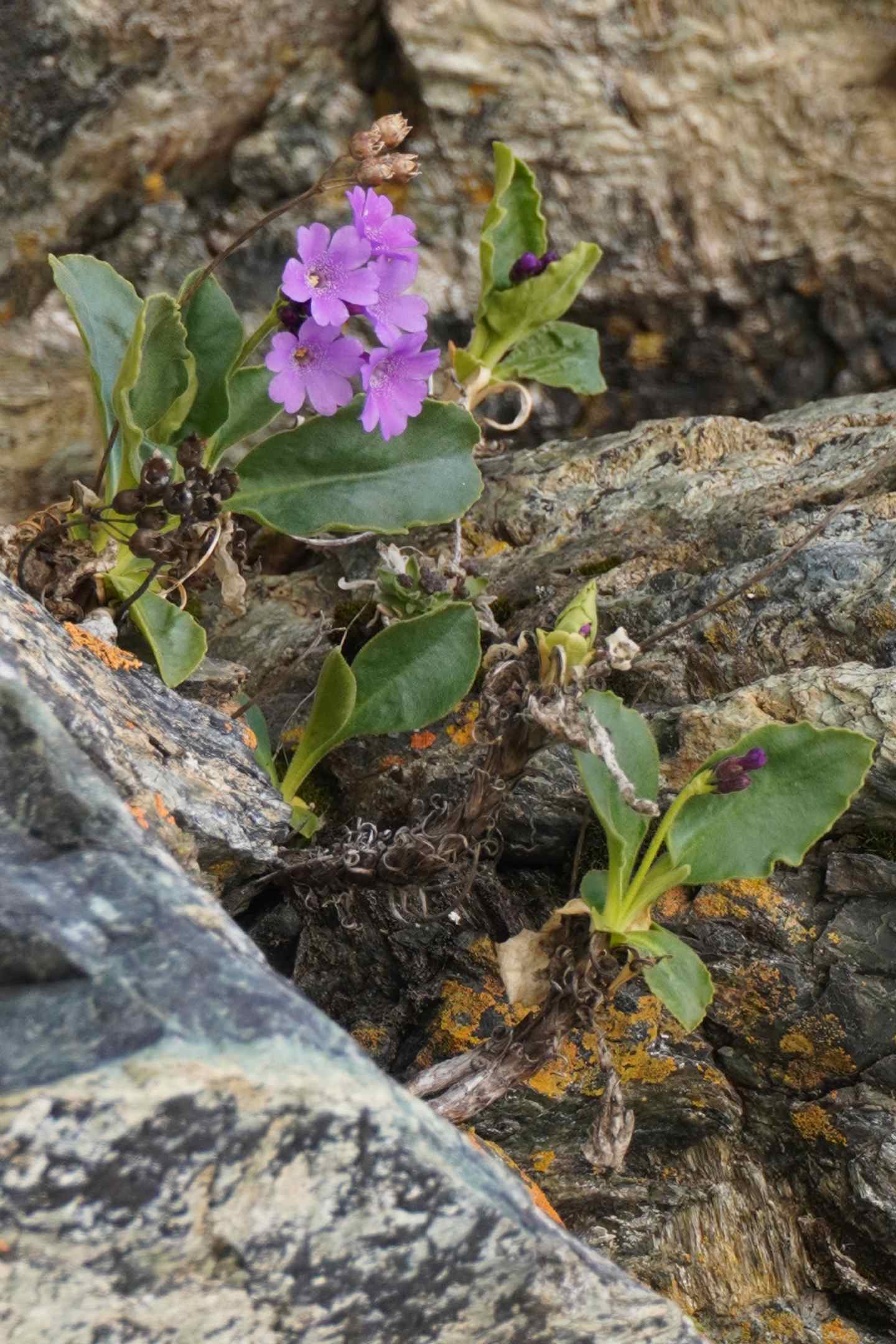 Primula s ma quale?