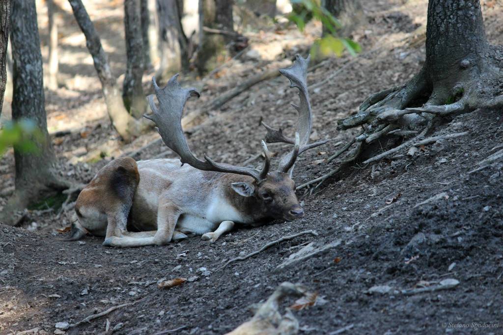 Daino: colorazione del mantello e altro...