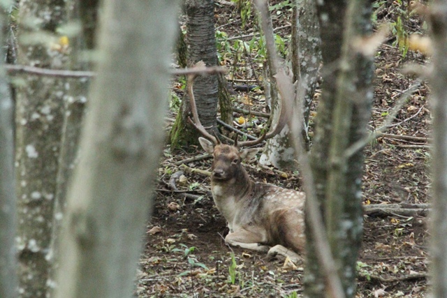 Daino: colorazione del mantello e altro...