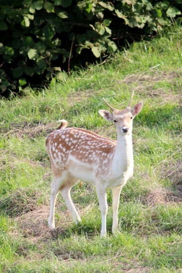 Daino: colorazione del mantello e altro...