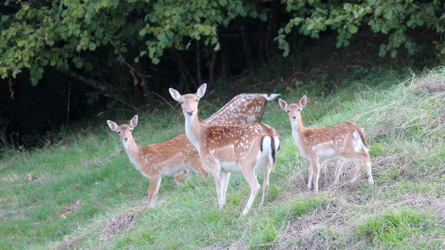Daino: colorazione del mantello e altro...