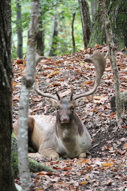 Daino: colorazione del mantello e altro...
