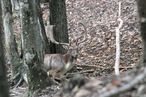 Daino: colorazione del mantello e altro...